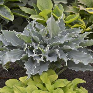 SHADOWLAND® WATERSLIDE HOSTA