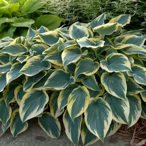 Hosta x 'First Frost'