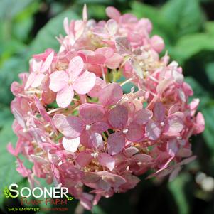 Hydrangea arborescens 'NCHA3'