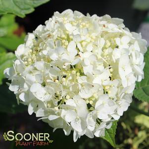 Hydrangea arborescens 'Abetwo'