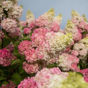 BERRY WHITE® HYDRANGEA