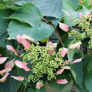 Schizophragma hydrangeoides 'Minsens'