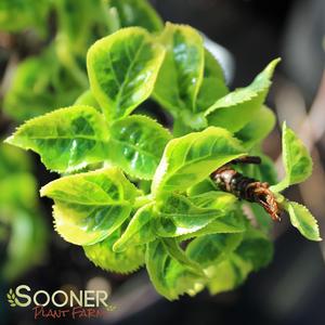 FIREFLY CLIMBING HYDRANGEA