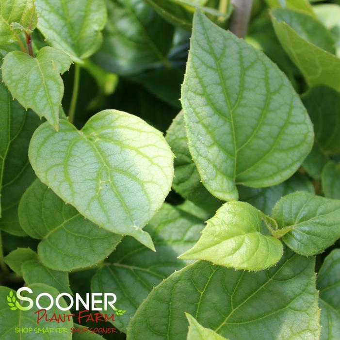 MOONLIGHT CLIMBING HYDRANGEA