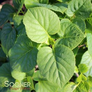 Schizophragma hydrangeoides 'Moonlight'