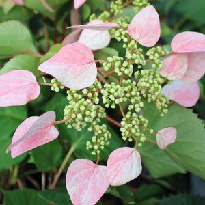 ROSE SENSATION™ CLIMBING HYDRANGEA