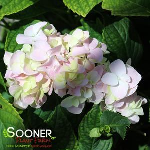 Hydrangea macrophylla 'Mini Penny'