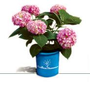 ENDLESS SUMMER® THE ORIGINAL HYDRANGEA