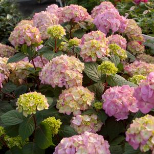 Hydrangea macrophylla 'PIIHM-II'