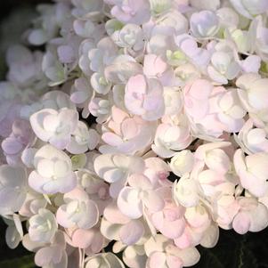 Hydrangea macrophylla 'Blushing Bride'