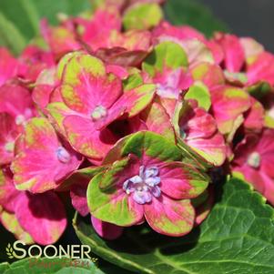 Hydrangea macrophylla 'Horwack'