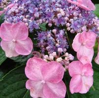 ENDLESS SUMMER® TWIST-N-SHOUT® HYDRANGEA