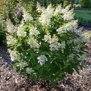 Hydrangea paniculata 'ILVOHPPRM'