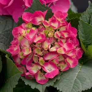 Hydrangea macrophylla 'Paris Rapa'