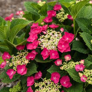 Hydrangea macrophylla 'McKay'