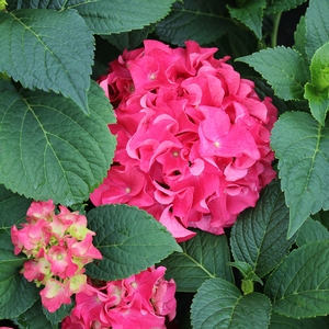 FUCHSIA GLOW™ HYDRANGEA