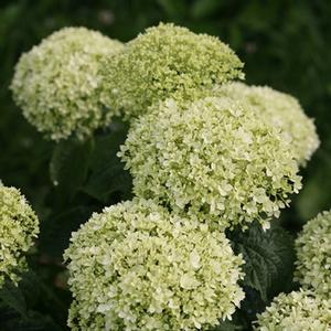 INVINCIBELLE® LIMETTA HYDRANGEA