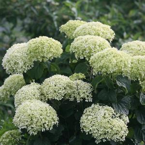 INVINCIBELLE® LIMETTA HYDRANGEA