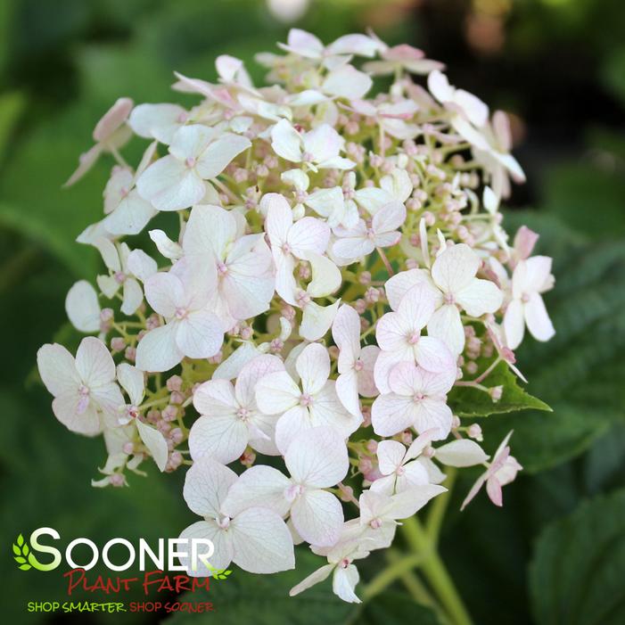 INVINCIBELLE® WEE WHITE HYDRANGEA