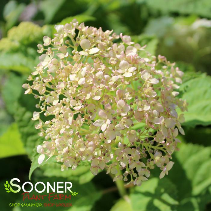 INVINCIBELLE® WEE WHITE HYDRANGEA