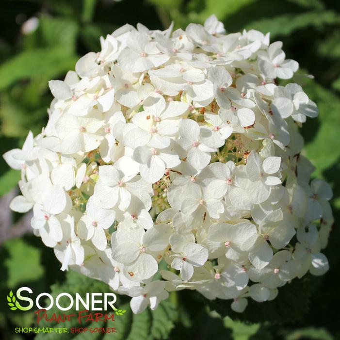 INVINCIBELLE® WEE WHITE HYDRANGEA