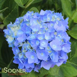 Hydrangea macrophylla 'Grenan'