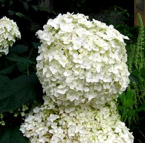 LIL' ANNIE™ HYDRANGEA