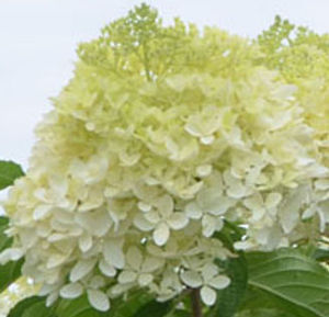 LIME SODA HYDRANGEA