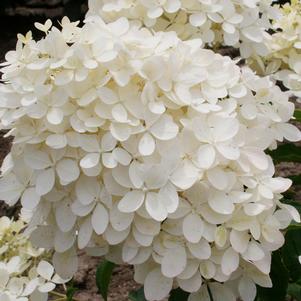 Hydrangea paniculata 'Phantom'