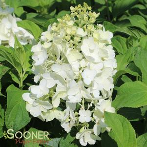 Hydrangea paniculata 'Silver Dollar'