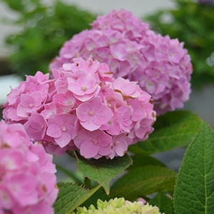 NANTUCKET BLUE™ HYDRANGEA