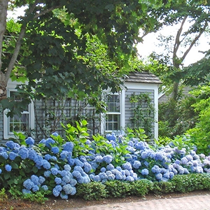 NANTUCKET BLUE™ HYDRANGEA