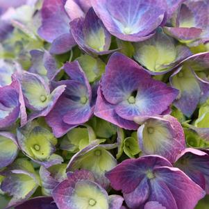 Hydrangea macrophylla 'Lindsey Ann'