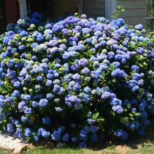 Hydrangea macrophylla 'COF HM1'