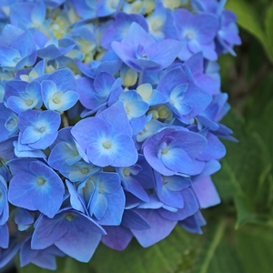 NANTUCKET BLUE™ HYDRANGEA