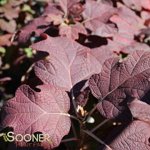 Hydrangea quercifolia 'Brother Edward'