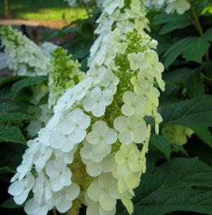 GATSBY GAL® OAKLEAF HYDRANGEA