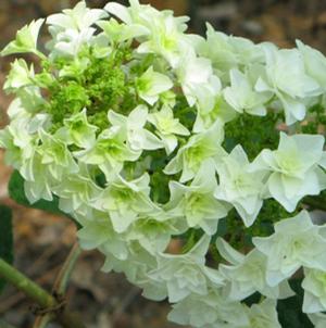 GATSBY STAR® OAKLEAF HYDRANGEA