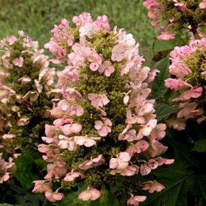 MUNCHKIN DWARF OAKLEAF HYDRANGEA