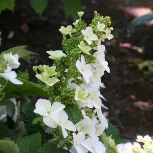 Hydrangea quercifolia 'Alice'