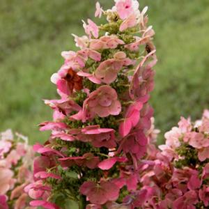 RUBY SLIPPERS DWARF OAKLEAF HYDRANGEA