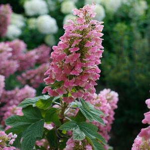 Hydrangea quercifolia 'JoAnn'