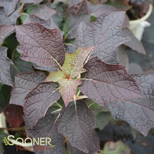 Hydrangea quercifolia 'Brenhill'