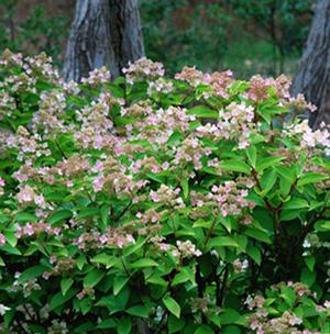 PEARLS 'N PINK™ HYDRANGEA