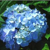 PENNY MAC HYDRANGEA