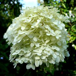 PHANTOM HYDRANGEA