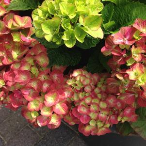 Hydrangea macrophylla 'QUFU'