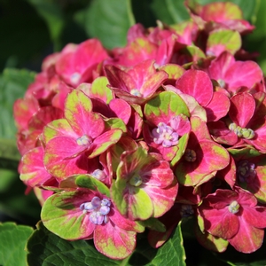 PISTACHIO HYDRANGEA