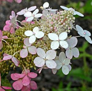 ROYAL STAR™ BIG BEN HYDRANGEA