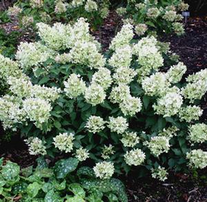 WHITE CAPS™ HYDRANGEA